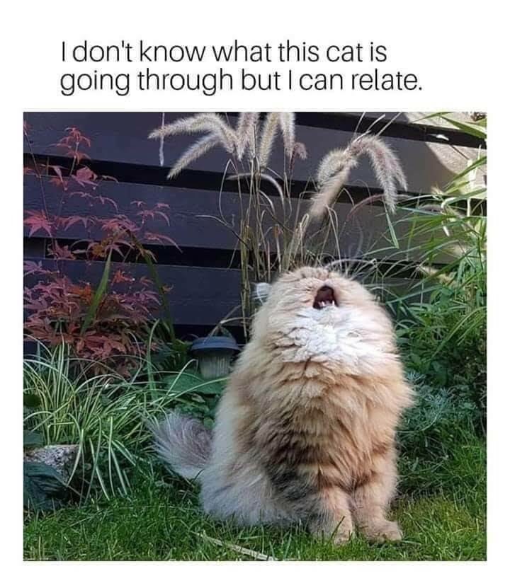 memes - dont know what this cat is going through but i can relate - I don't know what this cat is going through but I can relate.