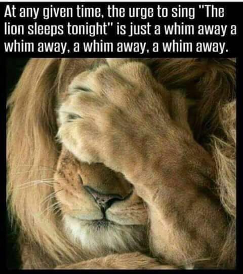 memes - whim away meme - At any given time, the urge to sing "The lion sleeps tonight" is just a whim away a whim away, a whim away, a whim away.
