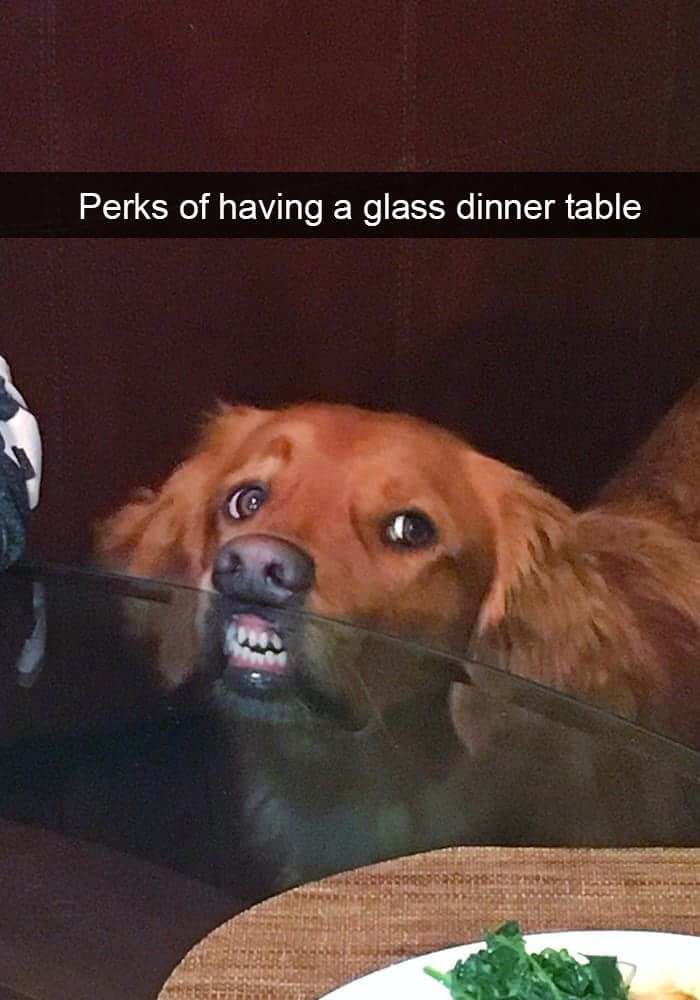 memes - perks of having a glass table - Perks of having a glass dinner table