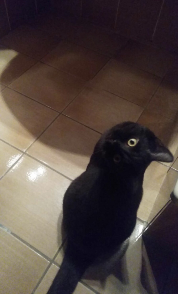 crow is actually a cat