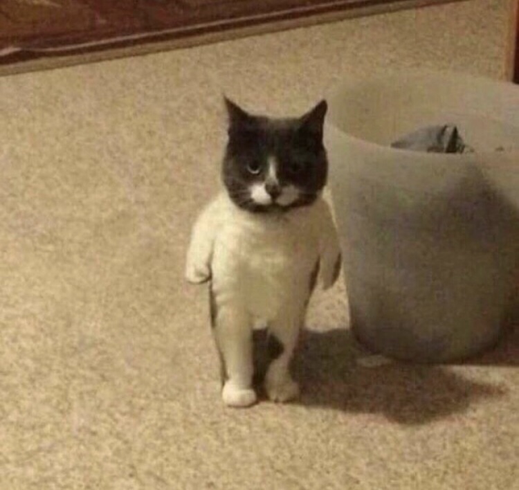cursed images cats