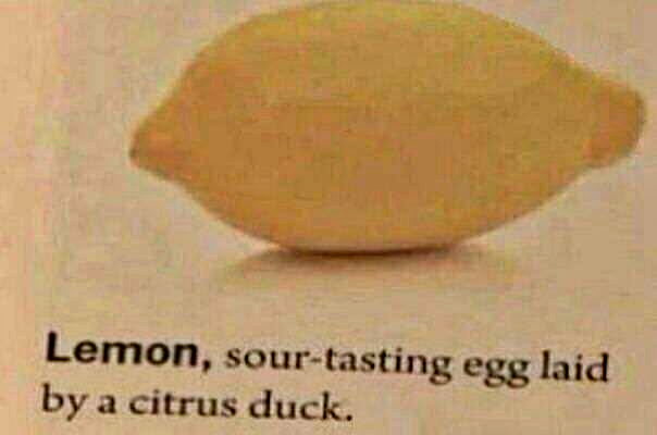 Lemon, sourtasting egg laid by a citrus duck.