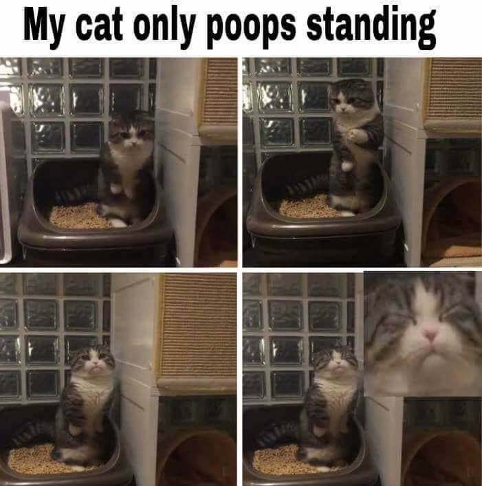 my cat poops standing up - My cat only poops standing