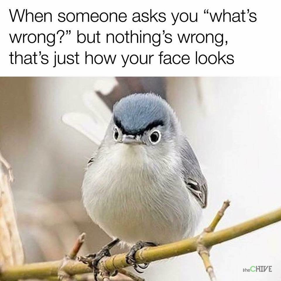 memes - bird memes - When someone asks you what's wrong? but nothing's wrong, that's just how your face looks the Chive