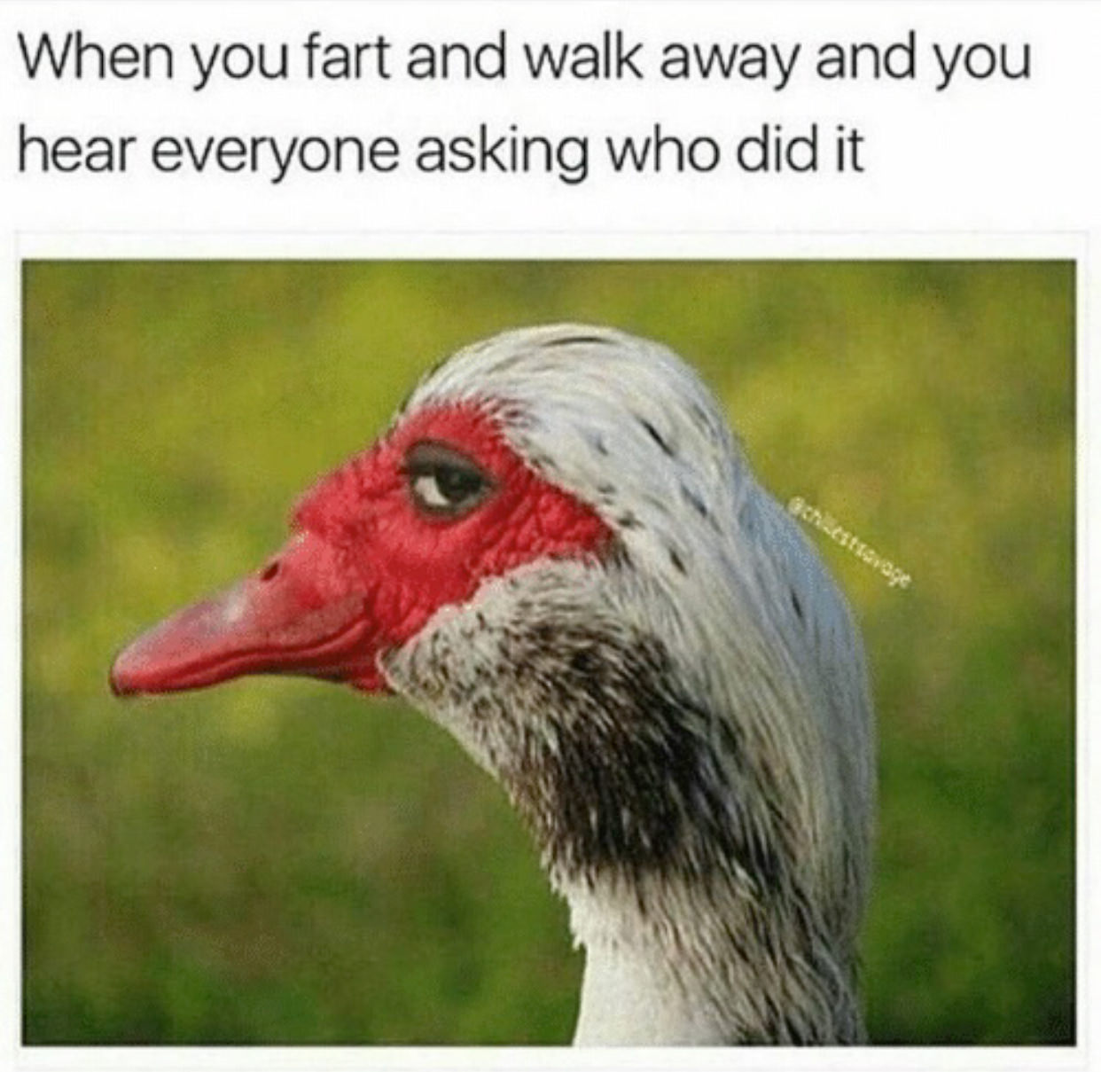 memes - muscovy duck meme - When you fart and walk away and you hear everyone asking who did it