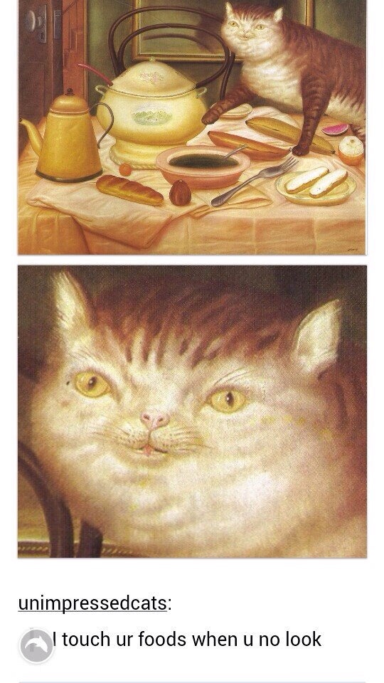 memes - touch ur foods - unimpressedcats I touch ur foods when u no look