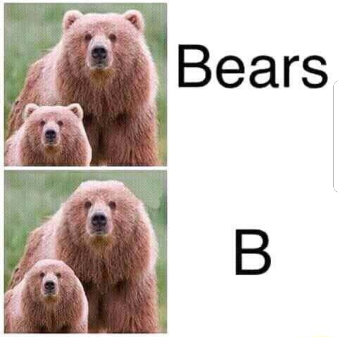 memes - bears b - Bears
