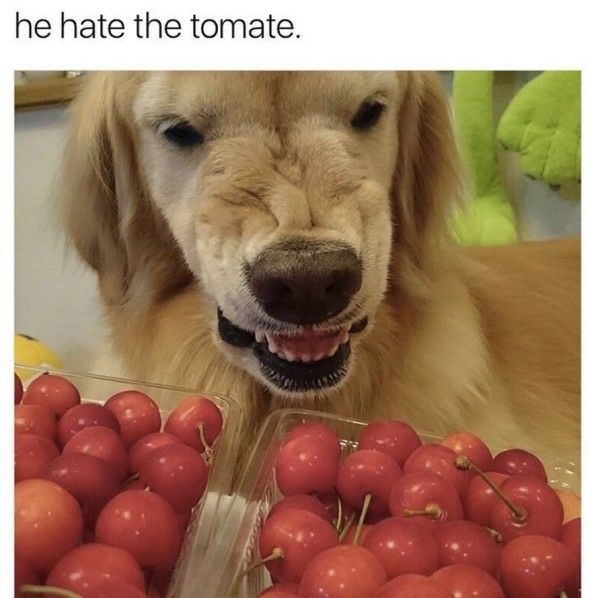 dog angry at tomato - he hate the tomate.