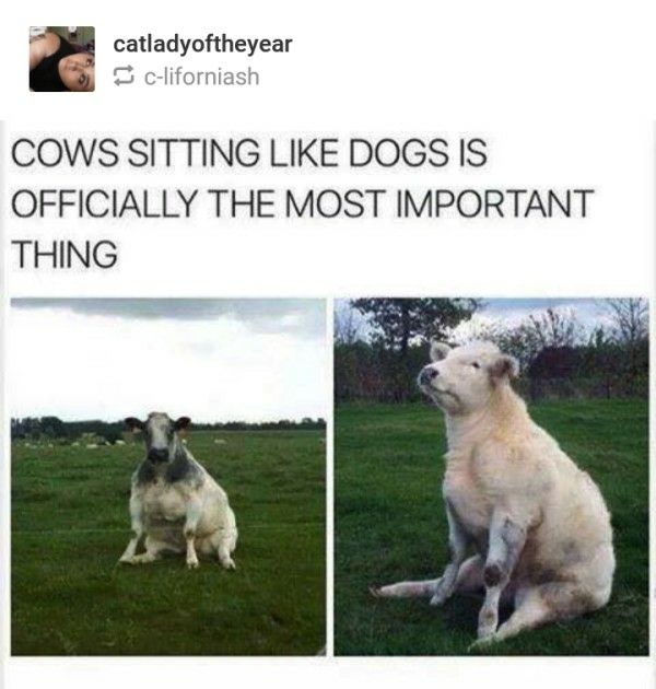 cow sit like dog - catladyoftheyear cliforniash Cows Sitting Dogs Is Officially The Most Important Thing