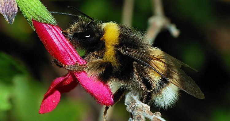  Bumblebees and solitary bees pollinate a potato.