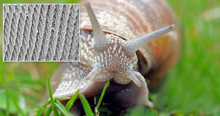 Snails have 14,000 teeth and are almost completely blind.