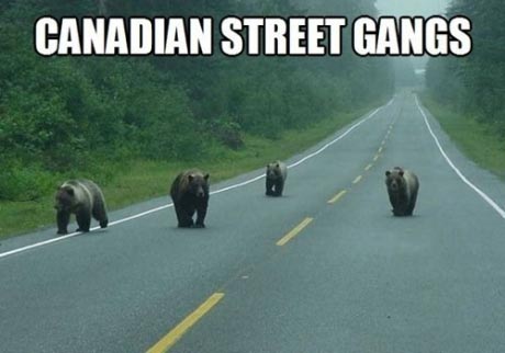 canadian funny - Canadian Street Gangs