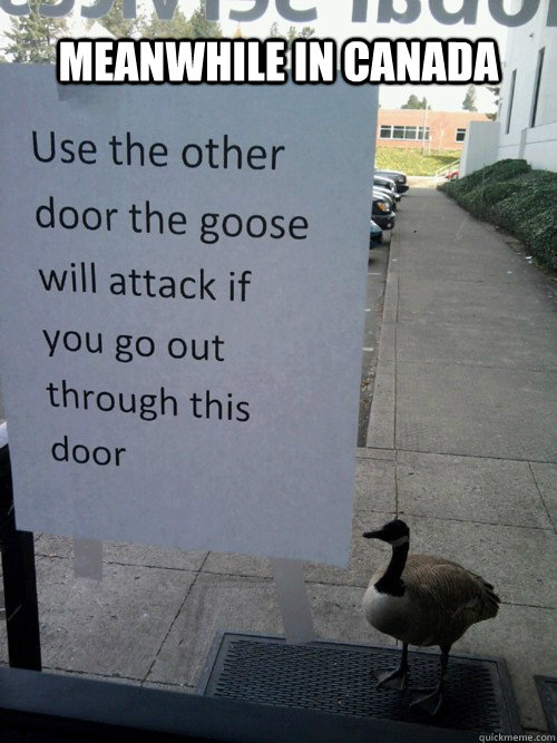 use the other door goose - Jiuuu Meanwhile In Canada Use the other door the goose will attack if you go out through this door quickmeme.com
