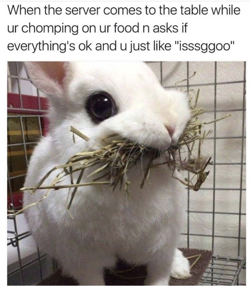 rabbit food meme - When the server comes to the table while ur chomping on ur food n asks if everything's ok and u just "isssggoo"