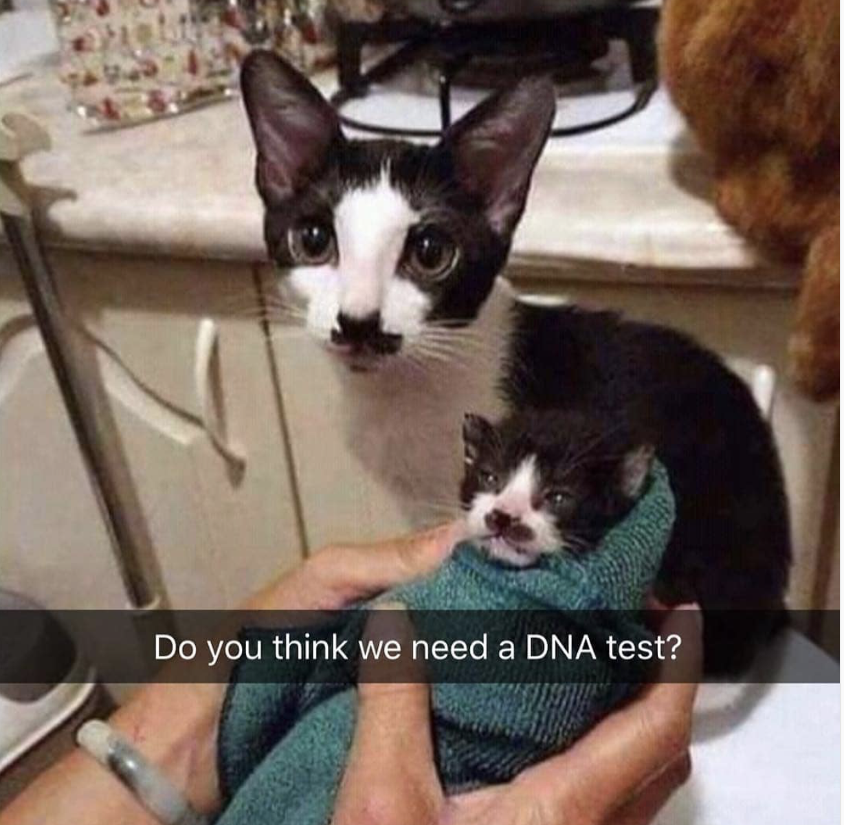 dna test isn t necessary - Do you think we need a Dna test?