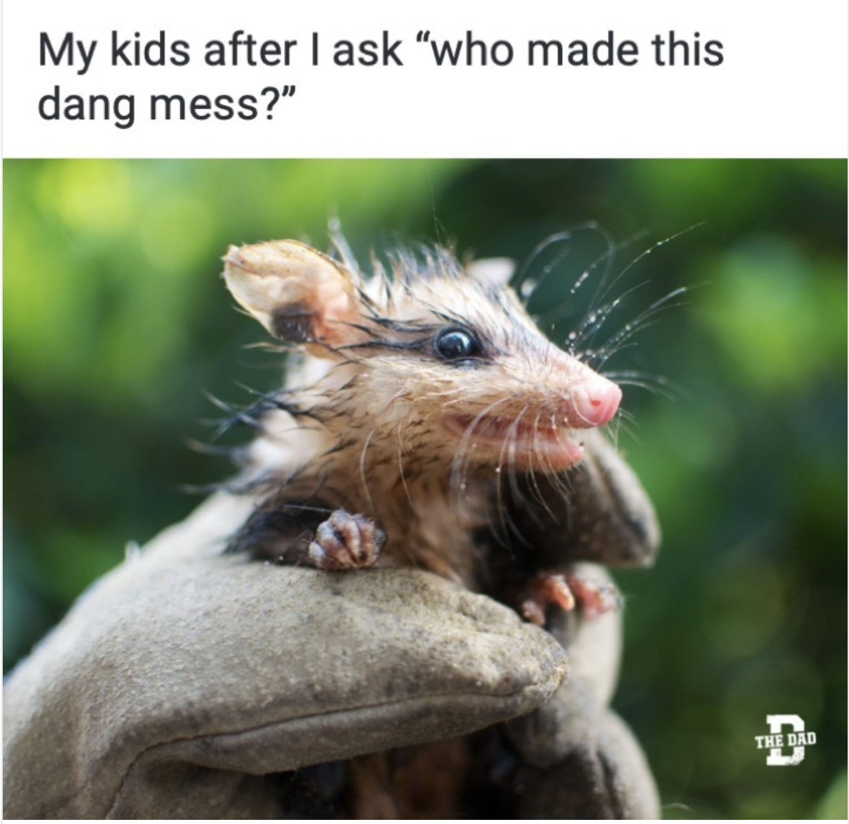 rat - My kids after I ask "who made this dang mess?" The Dad