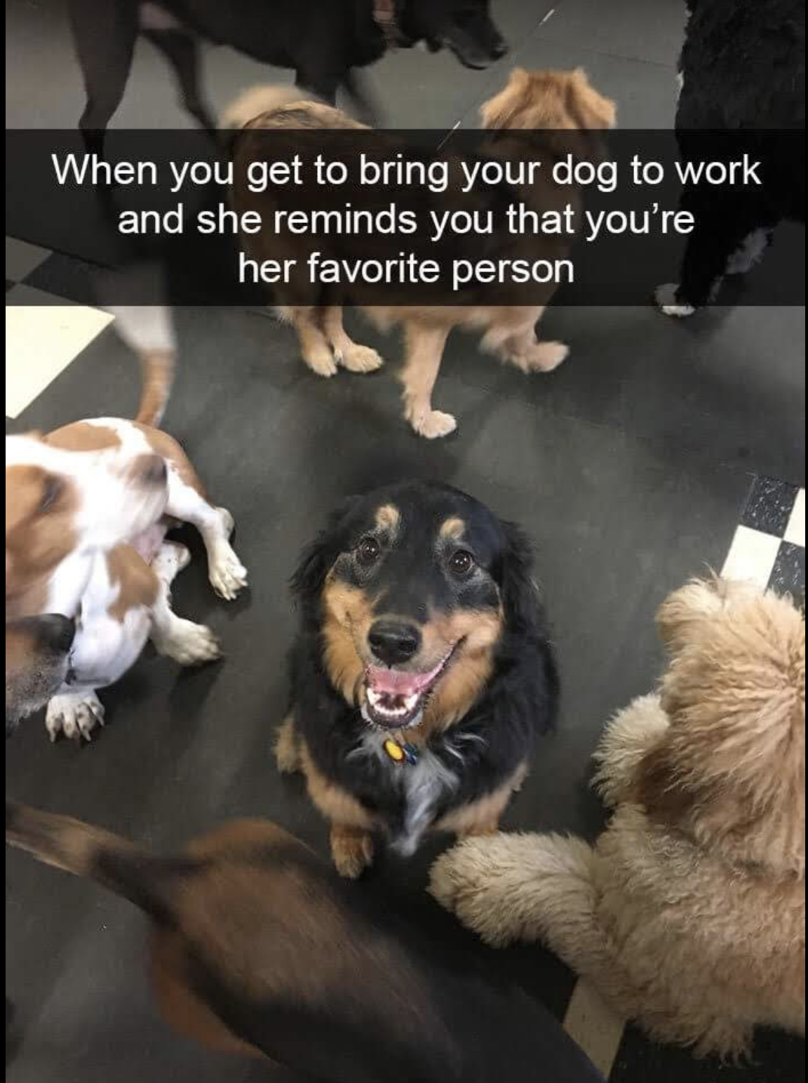 good things about dogs - When you get to bring your dog to work and she reminds you that you're her favorite person