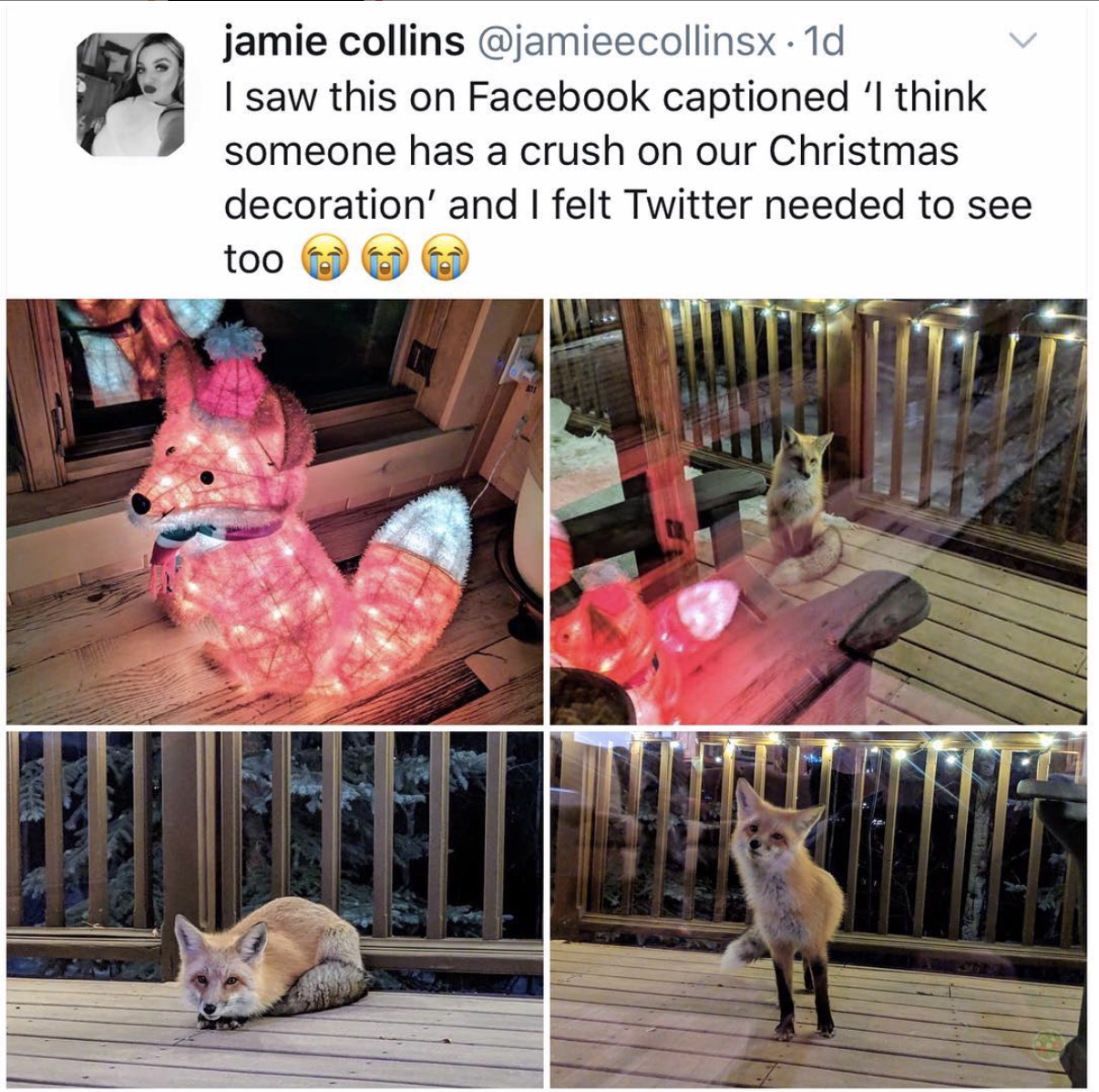 fox has a crush on decoration - jamie collins . 1d I saw this on Facebook captioned 'I think someone has a crush on our Christmas decoration' and I felt Twitter needed to see too