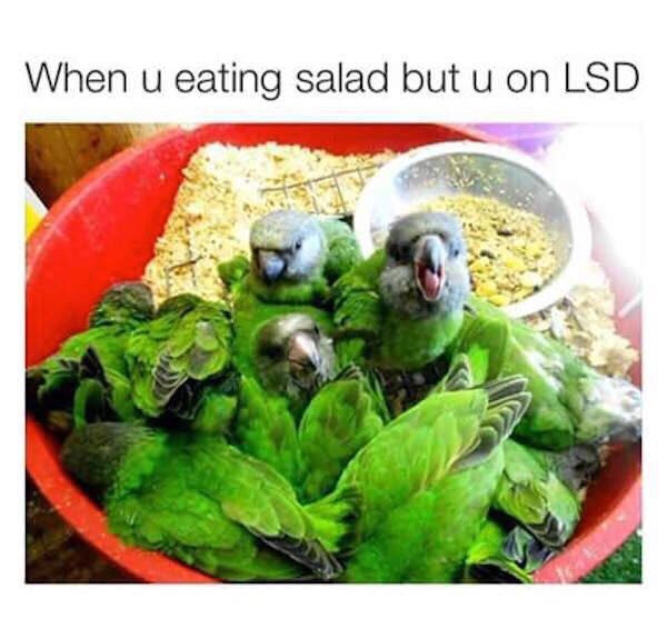 parrot salad - When u eating salad but u on Lsd