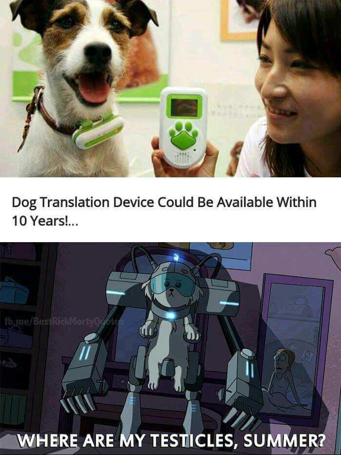 meme Dog Translation Device Could Be Available Within 10 Years!... flavneBestick Mortyyppies Where Are My Testicles, Summer?
