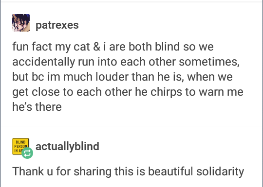 meme document - patrexes fun fact my cat & i are both blind so we accidentally run into each other sometimes, but bc im much louder than he is, when we get close to each other he chirps to warn me he's there Bund Person actuallyblind Thank u for sharing t