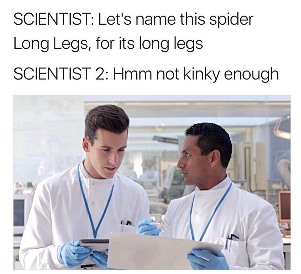 meme daddy long legs meme scientist - Scientist Let's name this spider Long Legs, for its long legs Scientist 2 Hmm not kinky enough