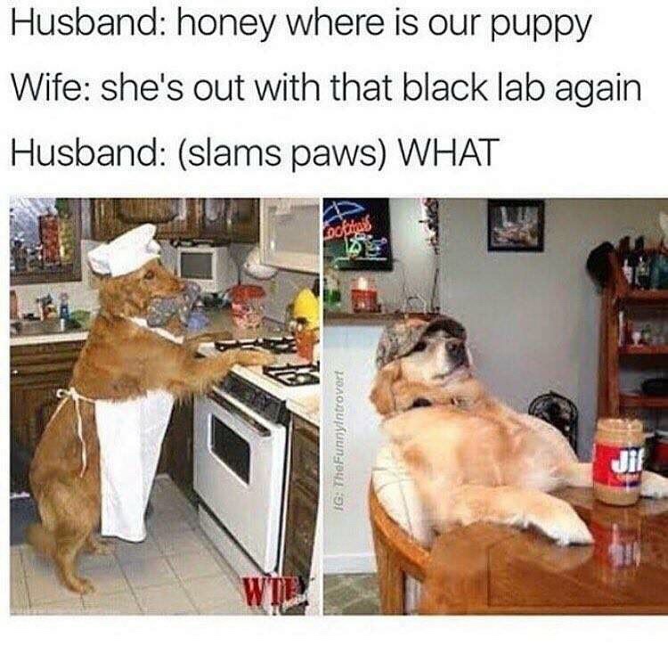 black lab meme racist - Husband honey where is our puppy Wife she's out with that black lab again Husband slams paws What Ig TheFunnyntrovert
