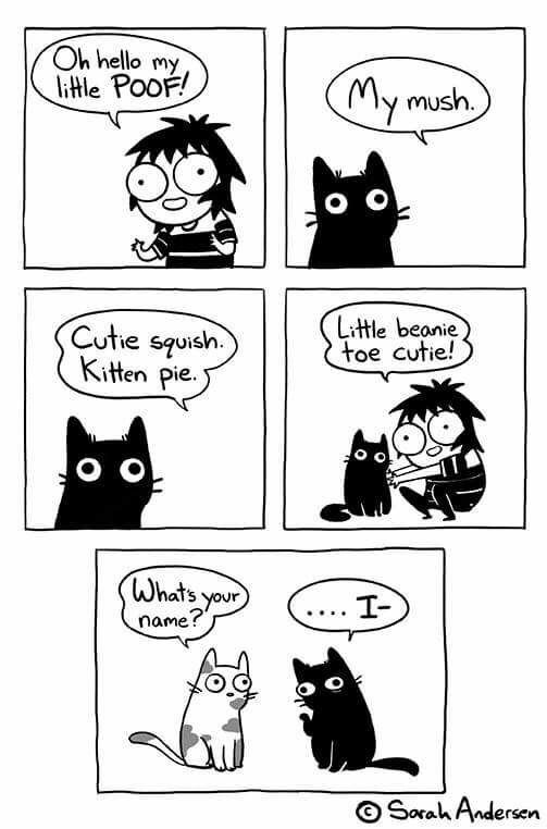 meme sarah anderson comics - Oh hello my little Poof! My mush. Cutie squish. Kitten pie. 5 Little beanie toe cutie! hat's your name?" Sarah Andersen