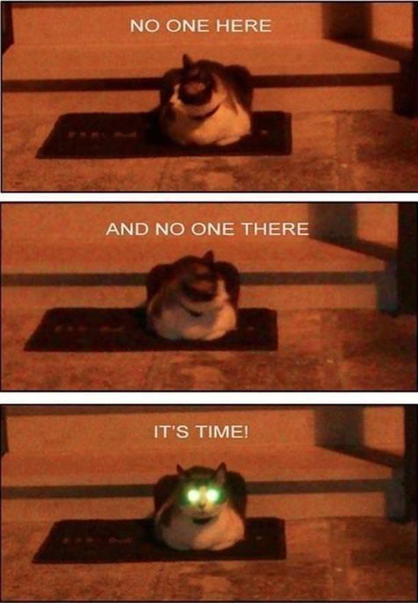 meme cat its time - No One Here And No One There It'S Time!