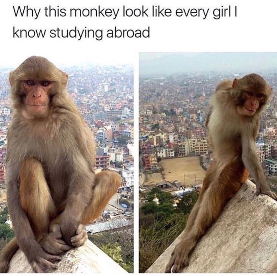 meme monkey look like every girl - Why this monkey look every girl | know studying abroad