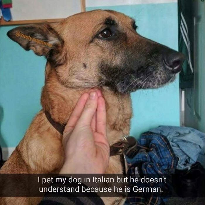 meme italian joke - I pet my dog in Italian but he doesn't understand because he is German.