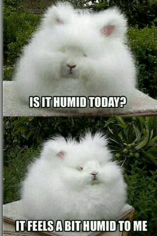 meme humid today - Is It Humid Today? It Feels A Bit Humid To Me