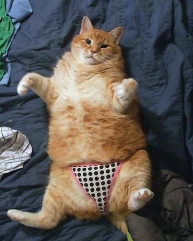 meme cat in underwear