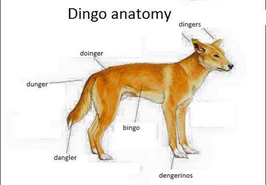 dingo anatomy funny - Dingo anatomy dingers doinger dunger bingo dangler dengerinos