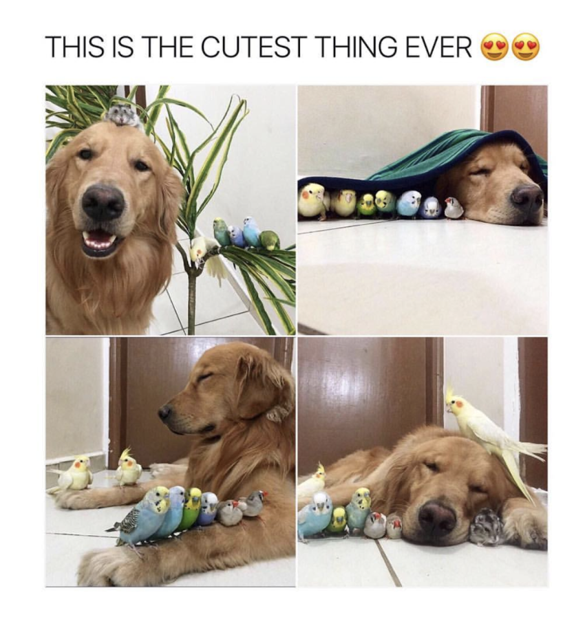 golden retriever - This Is The Cutest Thing Ever