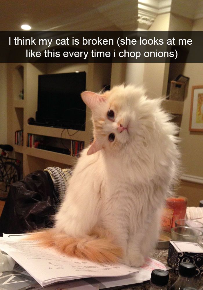 funny cat snapchat - I think my cat is broken she looks at me this every time i chop onions