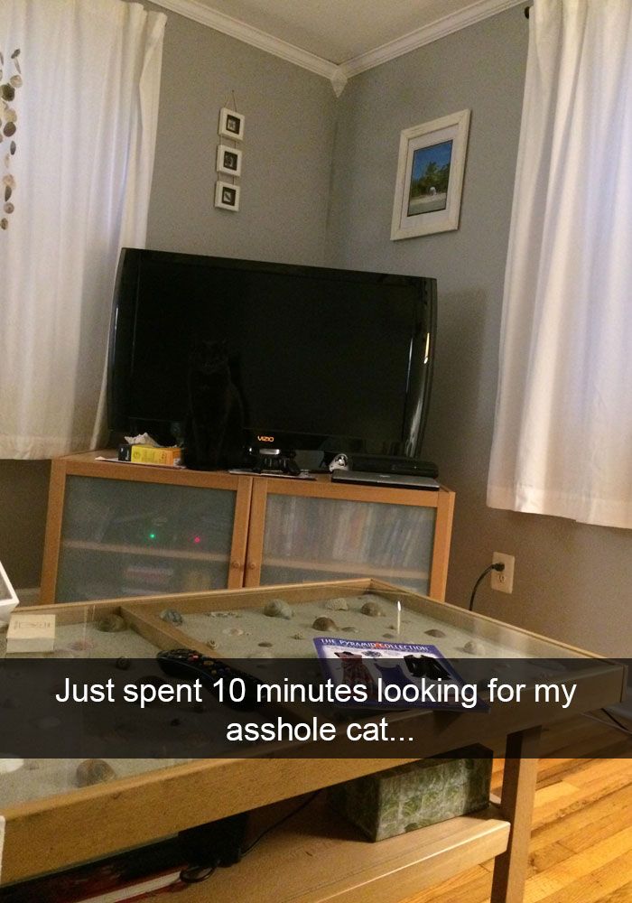 funny cat snaps - Just spent 10 minutes looking for my asshole cat...