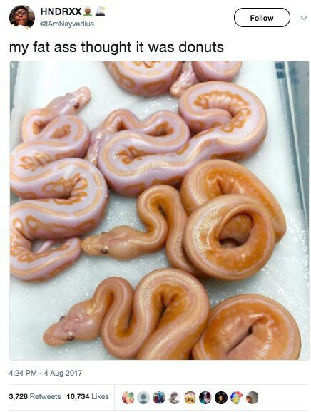 glazed donut snakes - Hndrxx my fat ass thought it was donuts 3,728 10,734 @.@&&000e 3,728 10,734