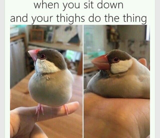 chonk bird - when you sit down and your thighs do the thing