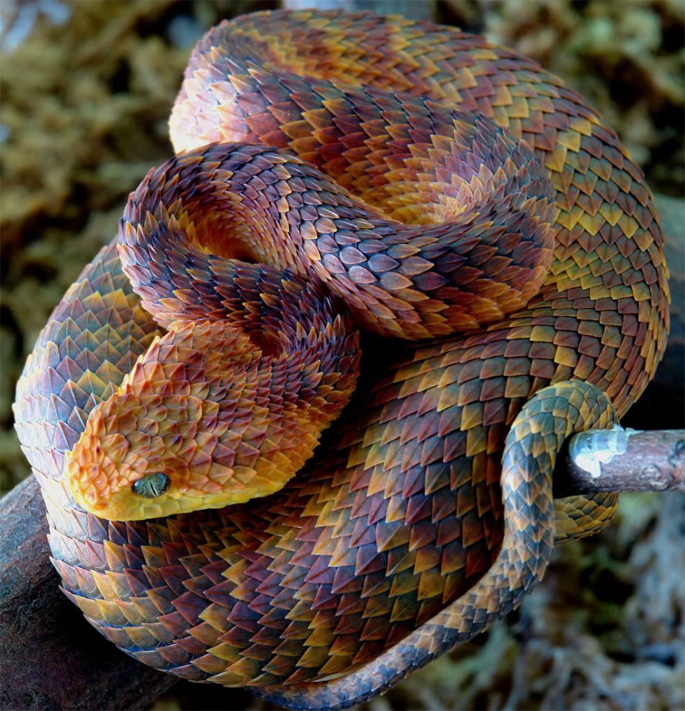most beautiful snake