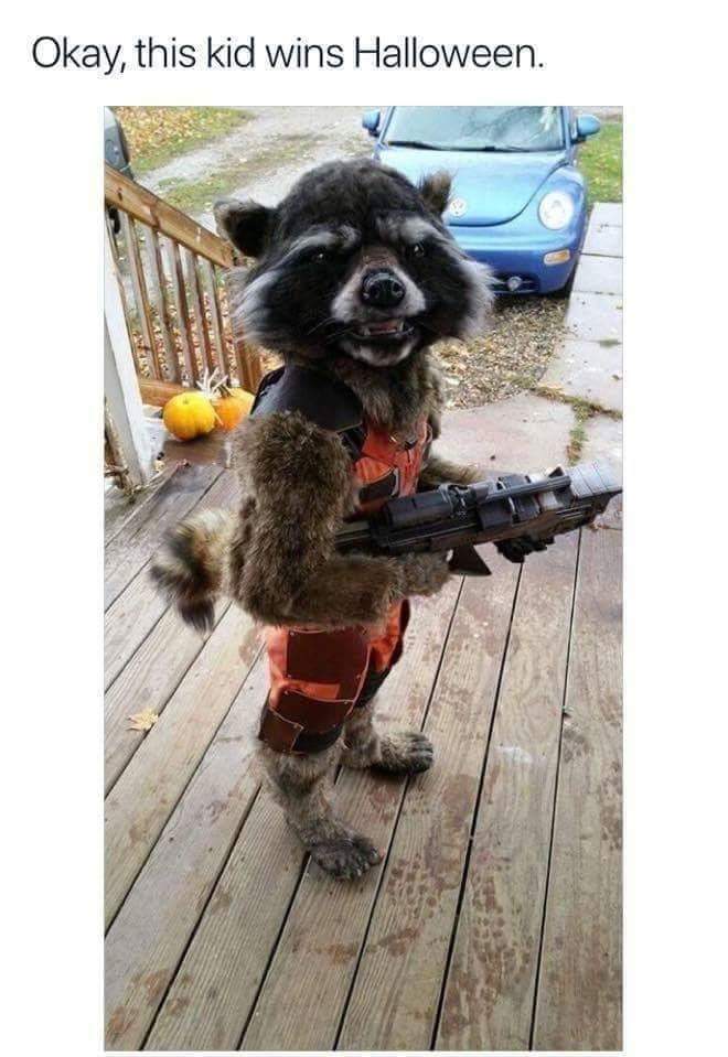 kids rocket raccoon costume - Okay, this kid wins Halloween.