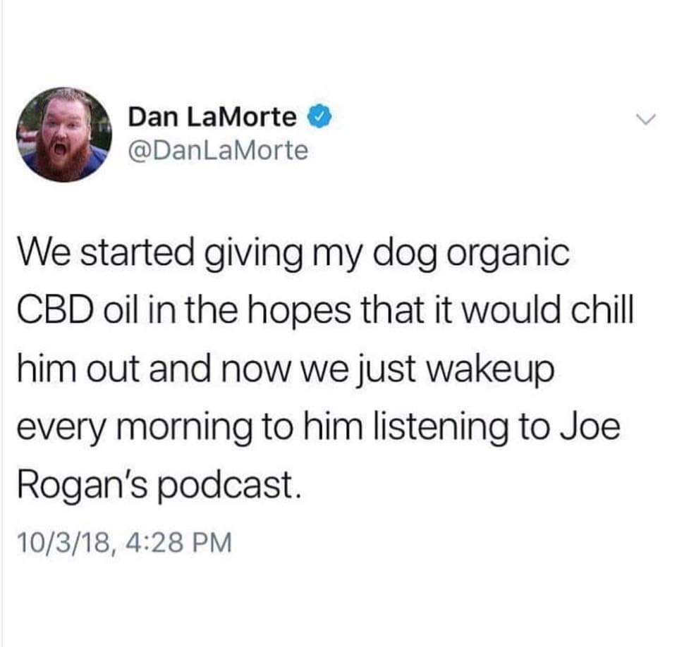 ken storey university of tampa - Dan LaMorte We started giving my dog organic Cbd oil in the hopes that it would chill him out and now we just wakeup every morning to him listening to Joe Rogan's podcast. 10318,