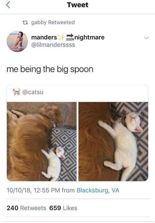 big spoon cat - Tweet tl gabby Retweeted manders soon nightmare me being the big spoon 101018, from Blacksburg, Va 240 659