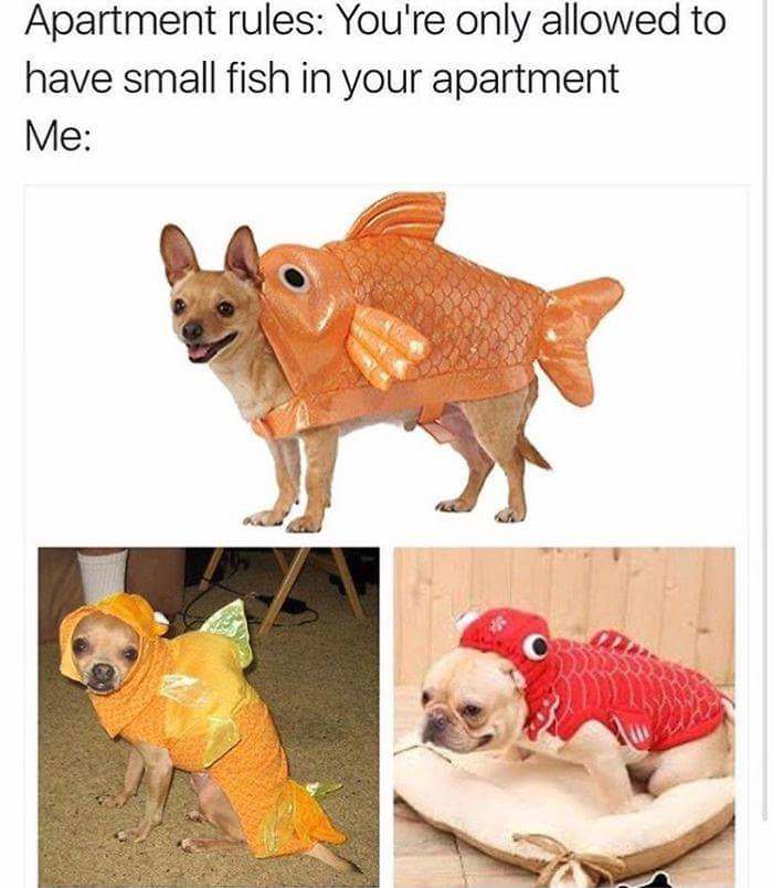 dog fish meme - Apartment rules You're only allowed to have small fish in your apartment Me