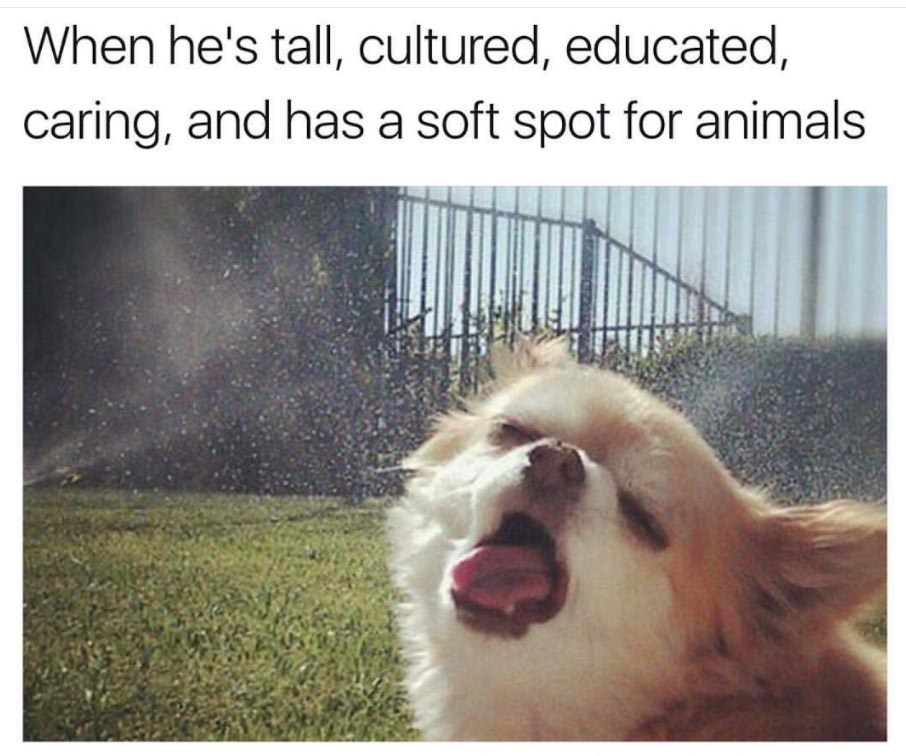 dog in sprinklers - When he's tall, cultured, educated, caring, and has a soft spot for animals