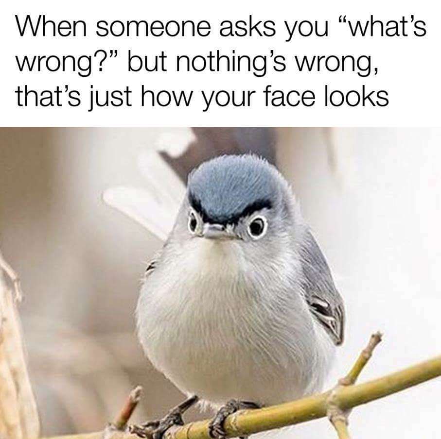 bird memes - When someone asks you what's wrong?" but nothing's wrong, that's just how your face looks