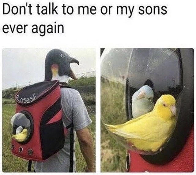 parakeet meme - Don't talk to me or my sons ever again