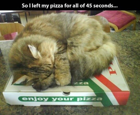 cat sleeping pizza - So I left my pizza for all of 45 seconds... enjoy your pizz