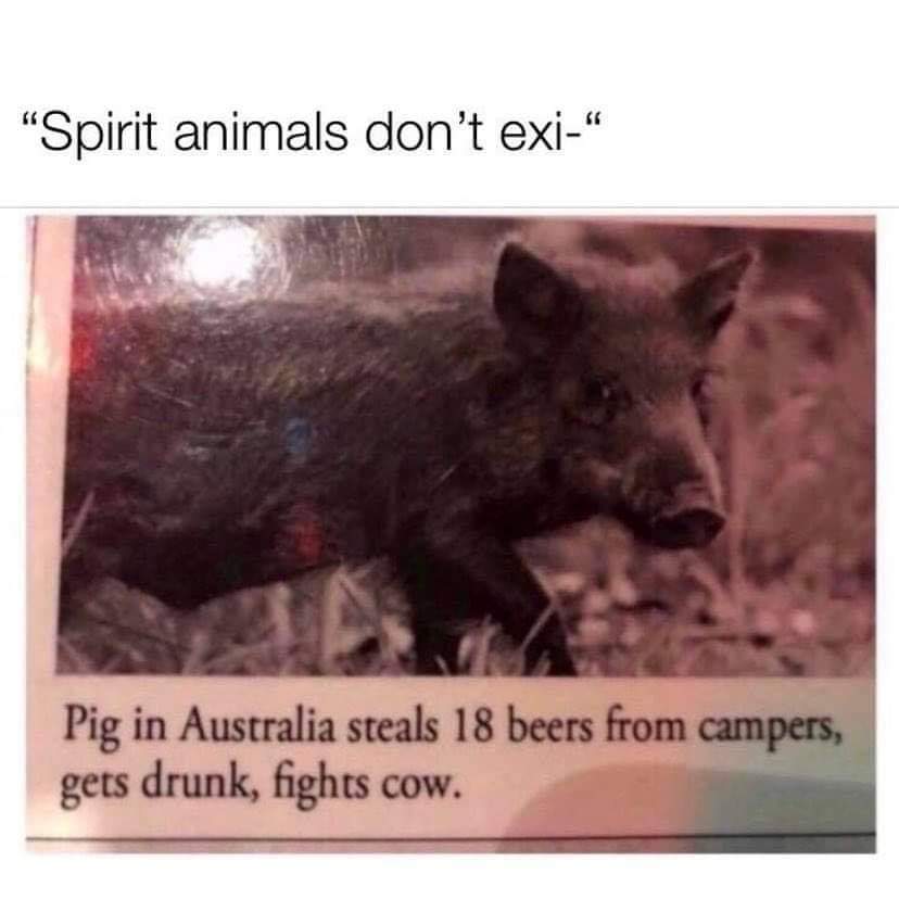 pig in australia steals 18 beers - "Spirit animals don't exi Pig in Australia steals 18 beers from campers, gets drunk, fights cow.