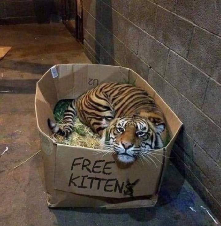 free kittens tiger in box - Free Kittens